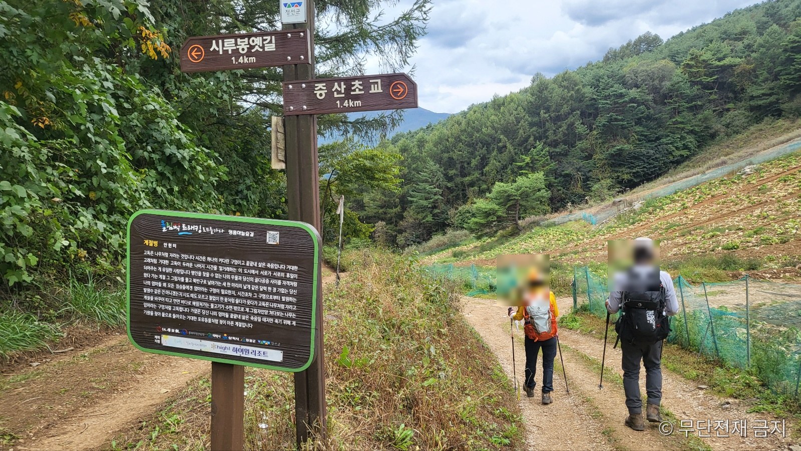 발구덕 고랭지 배추밭을 지나는 민둥산 등산객