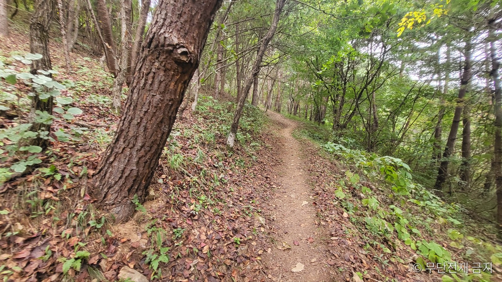 정선 민둥산 소나무 숲 사이 오르막 등산로