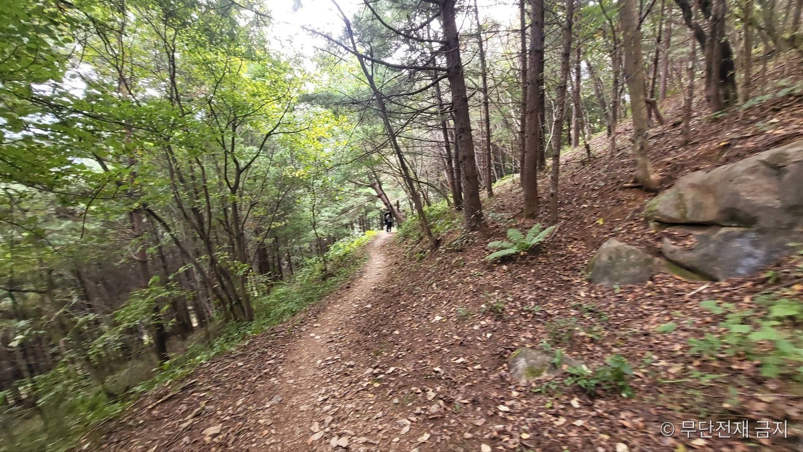 정선 민둥산 낙엽 쌓인 오르막 등산로