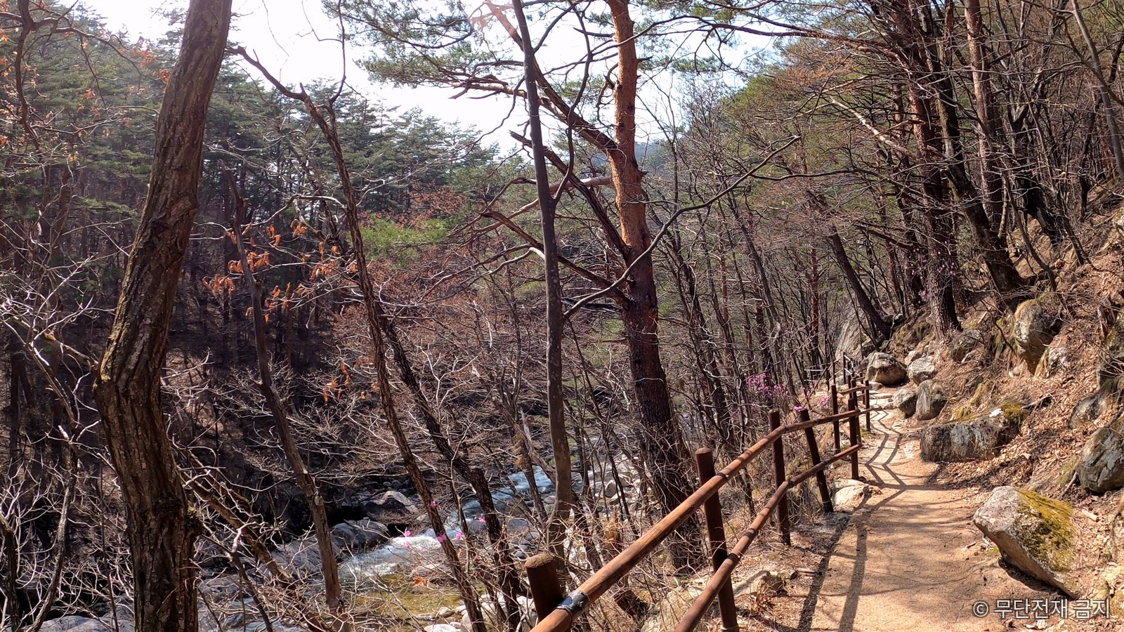 오대산 소금강 계곡 옆 봄 흙길 산책로와 진달래